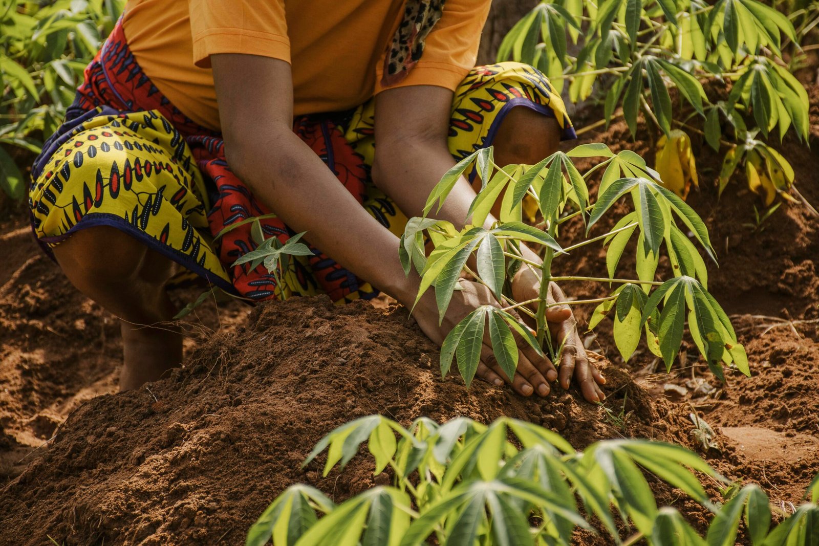 countryside-worker-planting-out-field